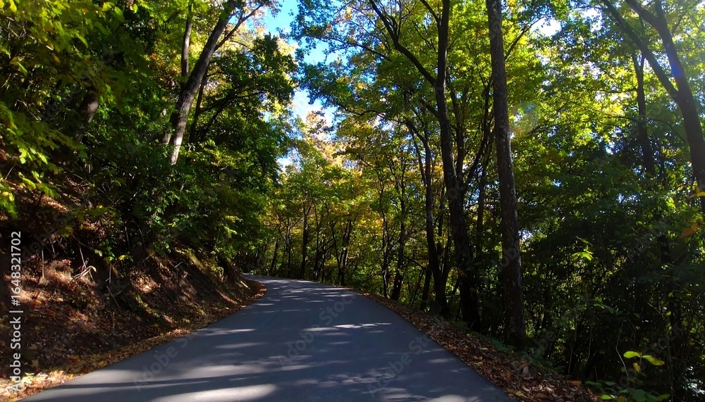Fototapeta premium Forest road winding through trees