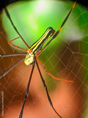 laba-laba jaring bola emas, kemungkinan besar spesies Nephila pilipes. 
