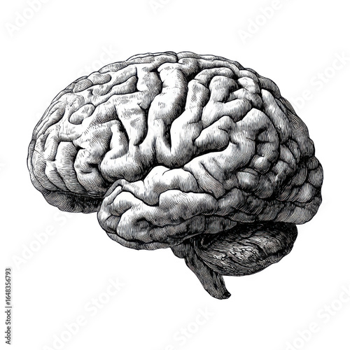 Detailed anatomical human brain illustration anatomy medical, Isolated On Png Transparent Background