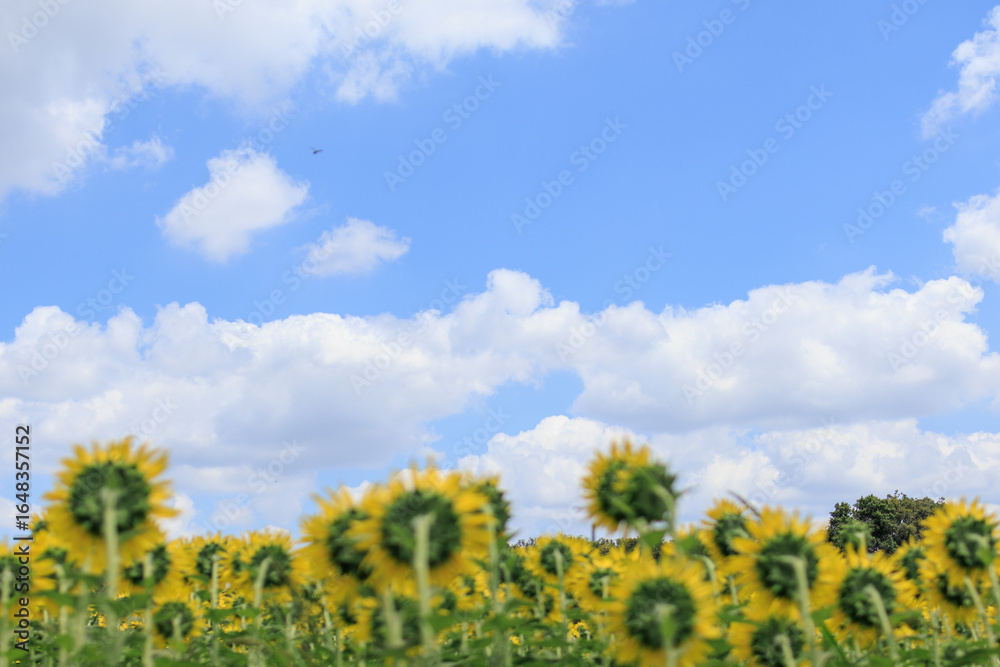 Obraz premium 夏の日差しとひまわり畑の風景