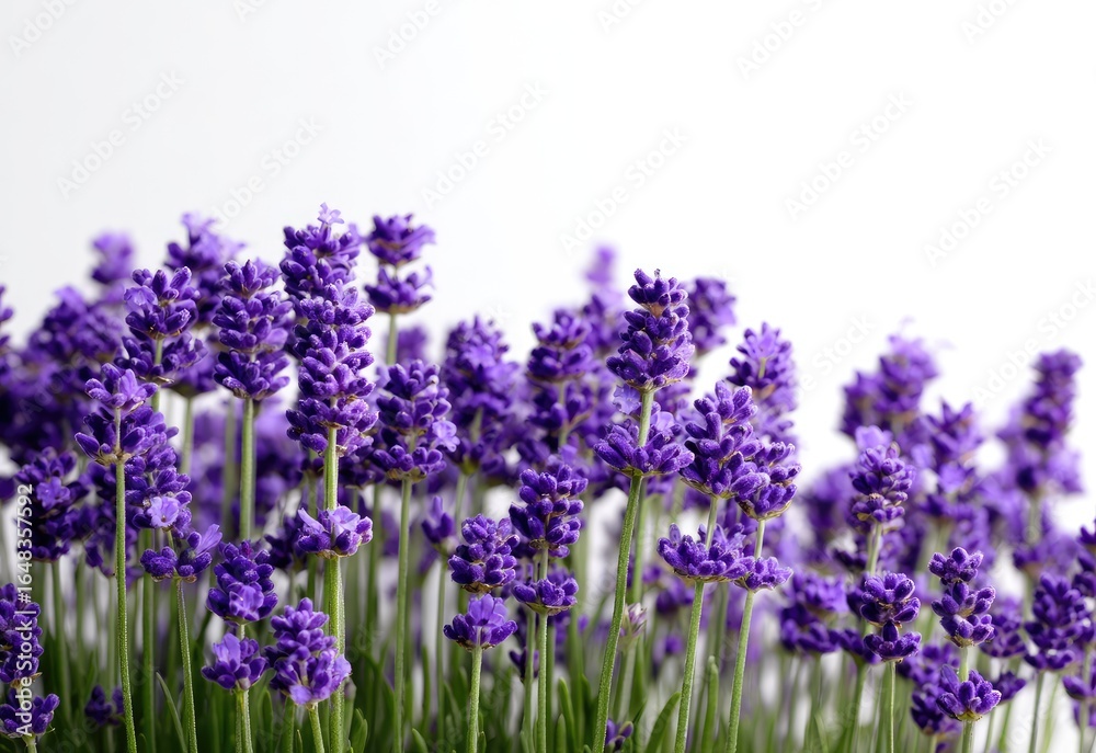Obraz premium Close-up of lavender flowers in bloom