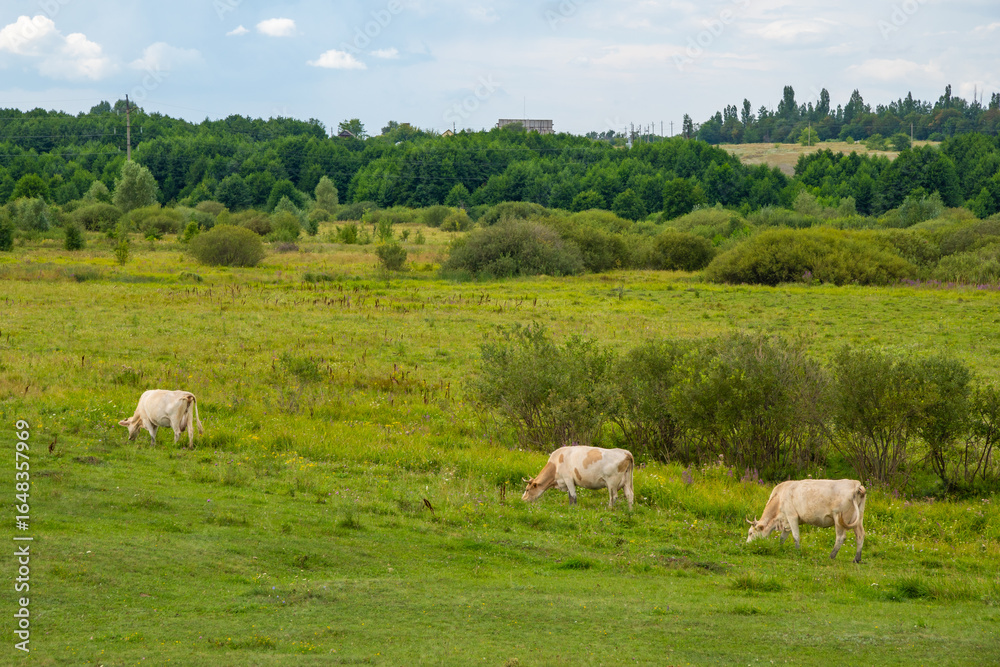 A small herd of cows walking through the green fields in summer A small herd of cows walking through the green fields in summer
