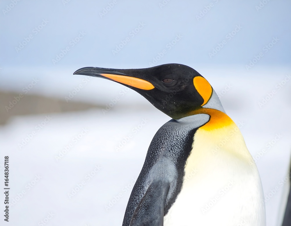 Fototapeta premium Close-up of king penguin's head and neck