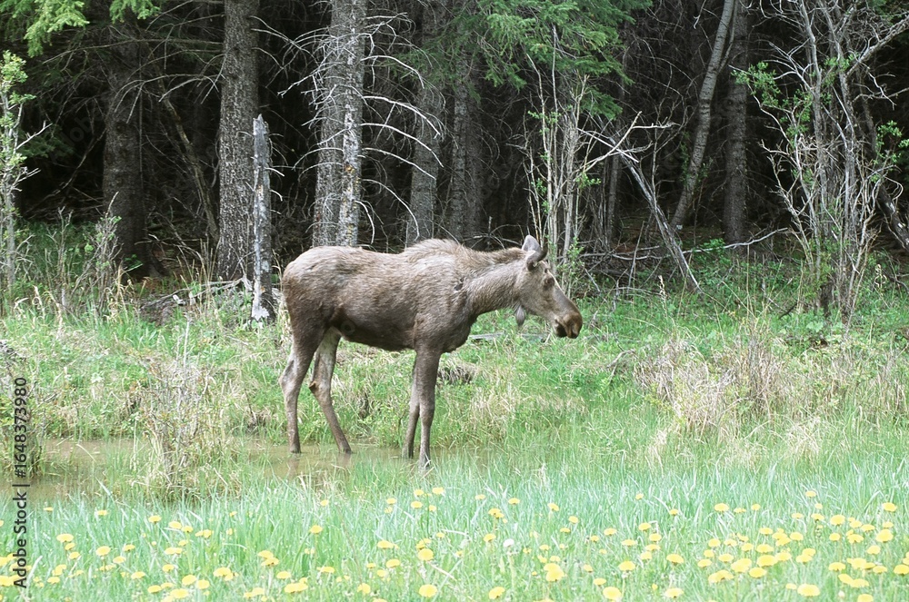 Fototapeta premium Moose in the woods, Canada, Canadian Rockies, Alberta, wildlife, Nature, Moose