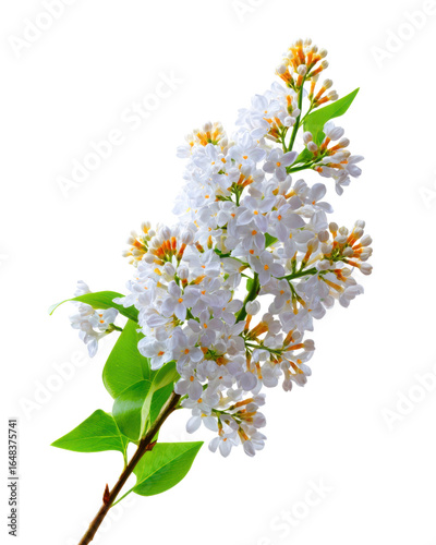 Delicate white lilac blossoms with green leaves against a dark background flowers floral, Isolated On Png Transparent Background