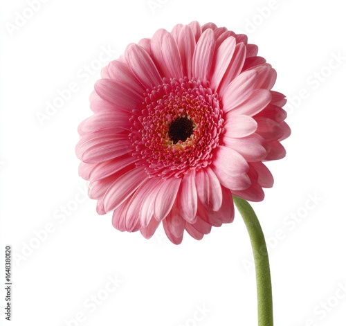 Single pink gerbera daisy against white