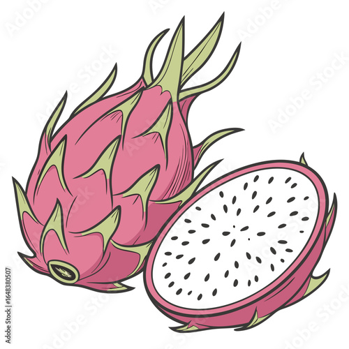 dragon fruit vector illustration