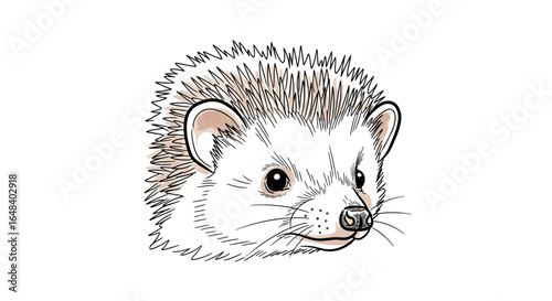 Delightful hedgehog portrait illustration in linear style on white background