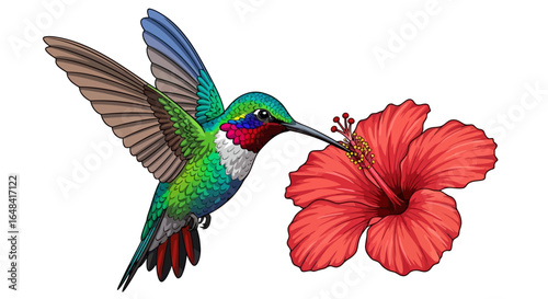 vibrant hummingbird feeding on hibiscus flower perfect for tropical designs natureinspired projects and wellness branding