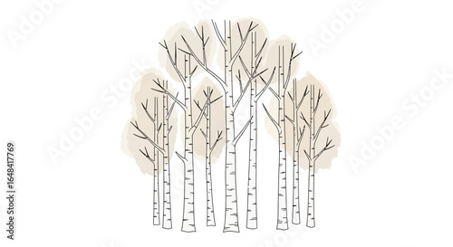 Whimsical birch tree cluster illustration, elegant forest with watercolor