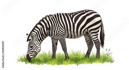majestic zebra grazing serene african savanna perfect for wildlife documentaries childrens books and safarithemed designs
