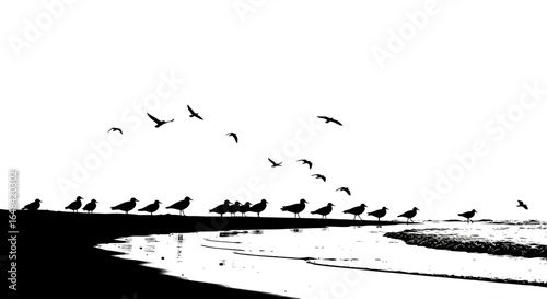 coastal bird silhouette dramatic black and white image for website banners nature documentaries or travel brochures