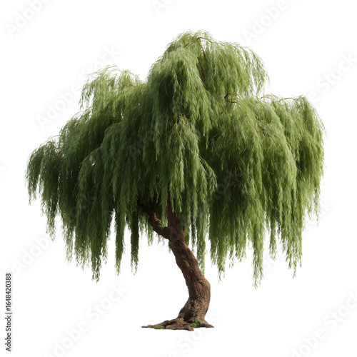 A majestic weeping willow tree stands in its full glory. Its cascading branches create a calming, natural oasis, making it a perfect symbol of serenity and nature's beauty.