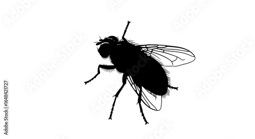 striking fly silhouette perfect for pest control entomology or gothic design projects