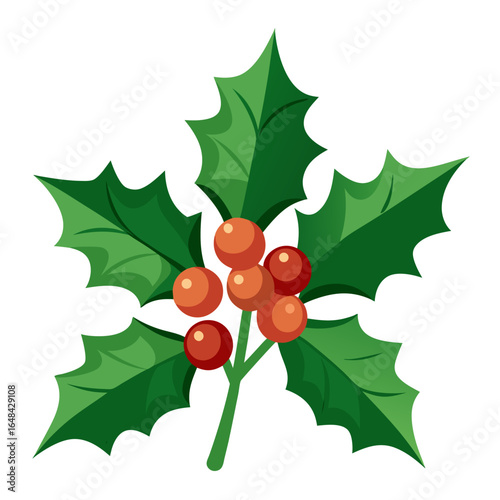 ilex aquifolium  vector on-white