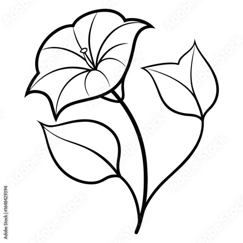 ipomoea nil line art vector on white background
