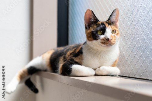 Quadro su tela A calico cat is relaxing by the window.