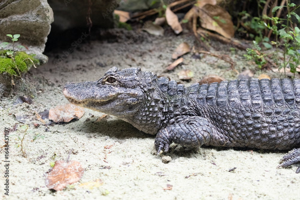 Fototapeta premium Upper body of the Chinese alligator (Alligator sinensis), also known as the Yangtze alligator or the muddy dragon