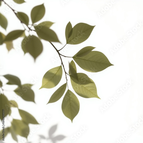 shadow overlay effect. Gray shadow of leaves isolated on white background. Plant foliage leaf shadow light effect. 
Mockup Blurred tree branch shadow. Ideal for summer spring design elements PNG