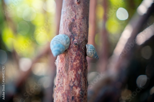 Tableau sur toile Close-up of two snails on a tree branch with a blurred natural background