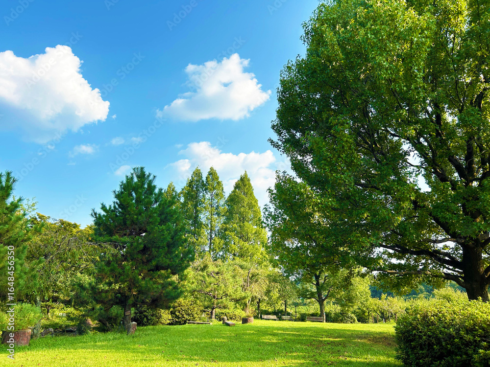 Obraz premium 爽やかな空と木々