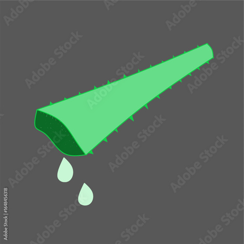aloevra gel from aloevera illustration useful plant medicinal value beauty skincare haircare natural gel burn.eps