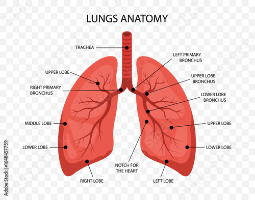 Human Lungs anatomy. Medical structure of internal organ. Educational information poster. Vector illustration in flat cartoon style.