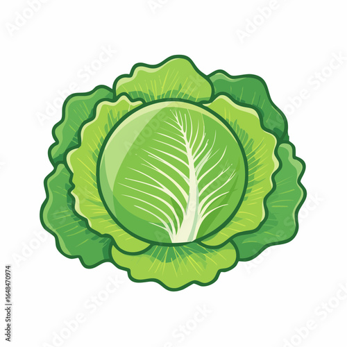 Illustration of Fresh Green Cabbage with Leafy Layers