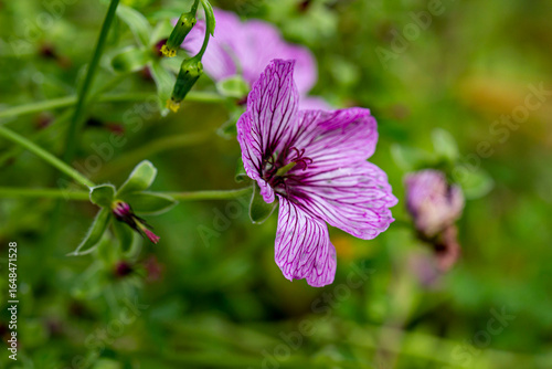 Konstfotografi ashen geranium flower