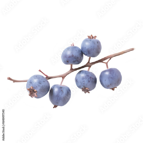 Blueberry branch