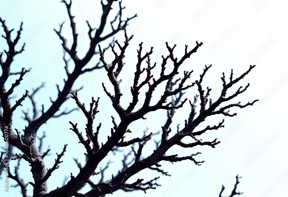 Obraz premium Intricate black coral branches, dark against a bright background, coral reef, reef