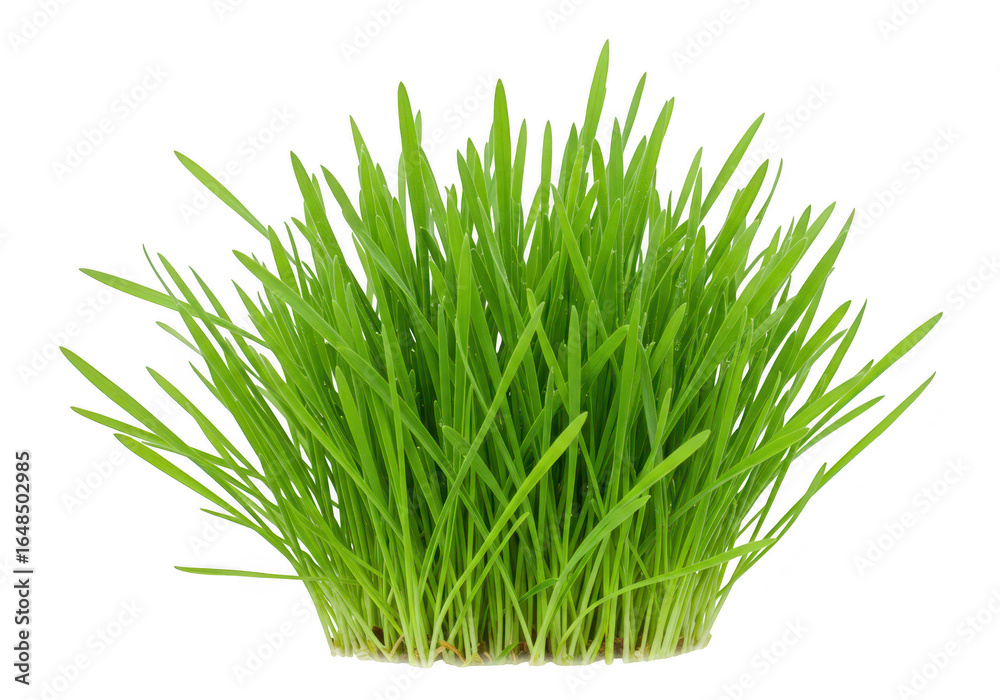 Obraz premium A vibrant clump of fresh green grass, isolated on a transparent background, symbolizing growth and nature