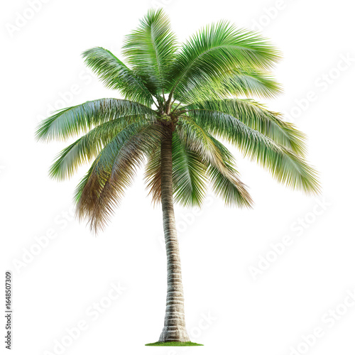 Palm Tree Oasis: A solitary palm tree stands tall, its fronds fanning out in the gentle breeze, presenting the essence of tropical paradise.
