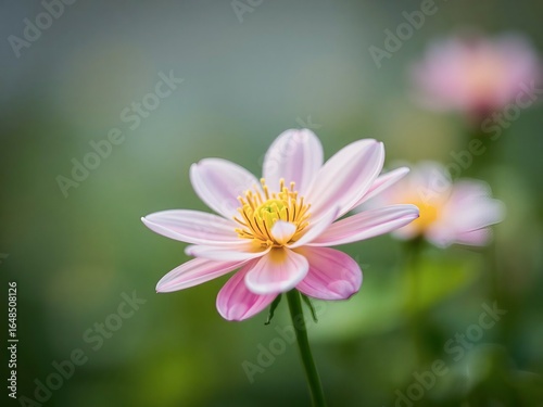 Close-up of a pink and white daisy with a vibrant yellow center in a lush garden
