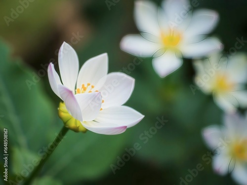 Close-up of a white lotus flower with pink tips and yellow center in a dark green garden