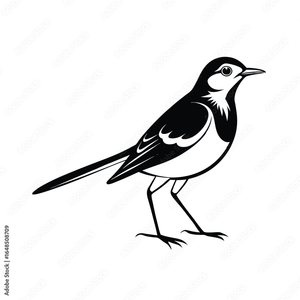 Obraz premium Elegant thin line art illustration of a wagtail bird in a smooth walking pose isolated on a white background
