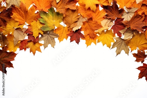 Autumn leaf maple plant tree.