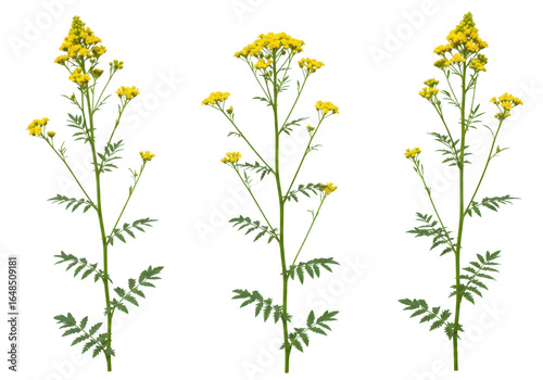 Three yellow tansy flowers isolated on transparent background