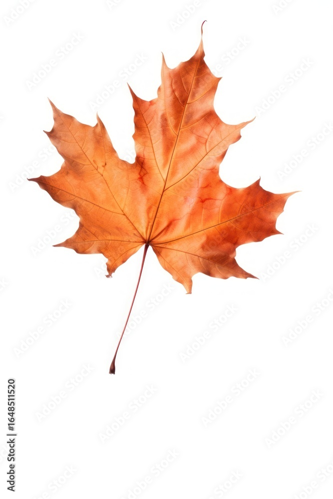 Fototapeta premium Fall maple plant leaf.