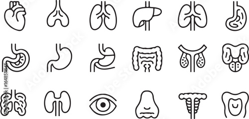 Assortment of Human Internal Organ Illustrations in Line Art Style heart lungs