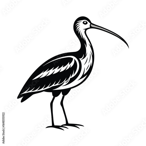 Detailed illustration of a curlew bird with its distinctive long curved beak rendered smoothly