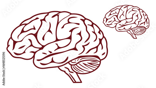 Human brain anatomy illustration for medical education and neuroscience research study diagram detailed view