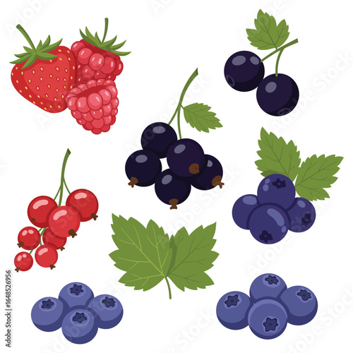 Assorted Berries Illustration Featuring Strawberries Raspberries Black Currants Red Currants and Blueberries