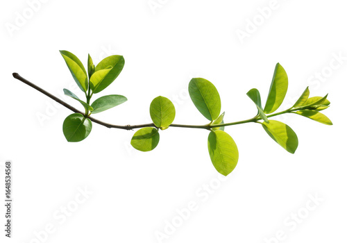 Wallpaper Mural Green plant branch with leaves isolated on transparent background Torontodigital.ca