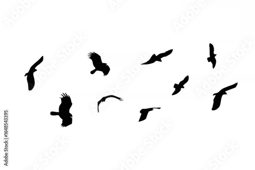 Flock of birds backlit isolat...