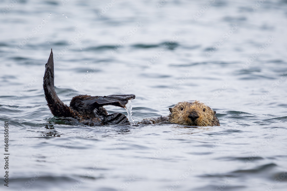 Fototapeta premium Curious Sea Otter