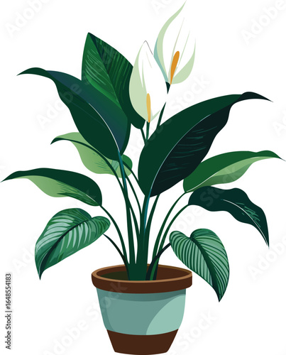 Peace lily in indoor planter