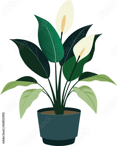 Peace lily in indoor planter