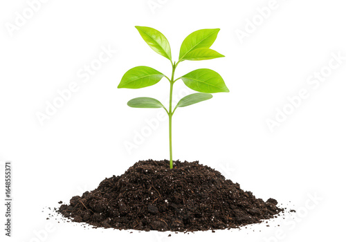 A young green plant sprout growing from soil, isolated on transparent background