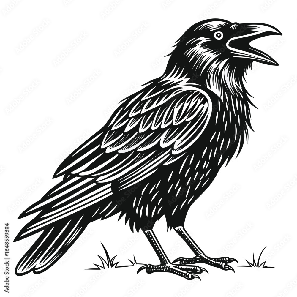 Obraz premium Crow White Background